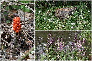 La flore dans toutes ses variétés 